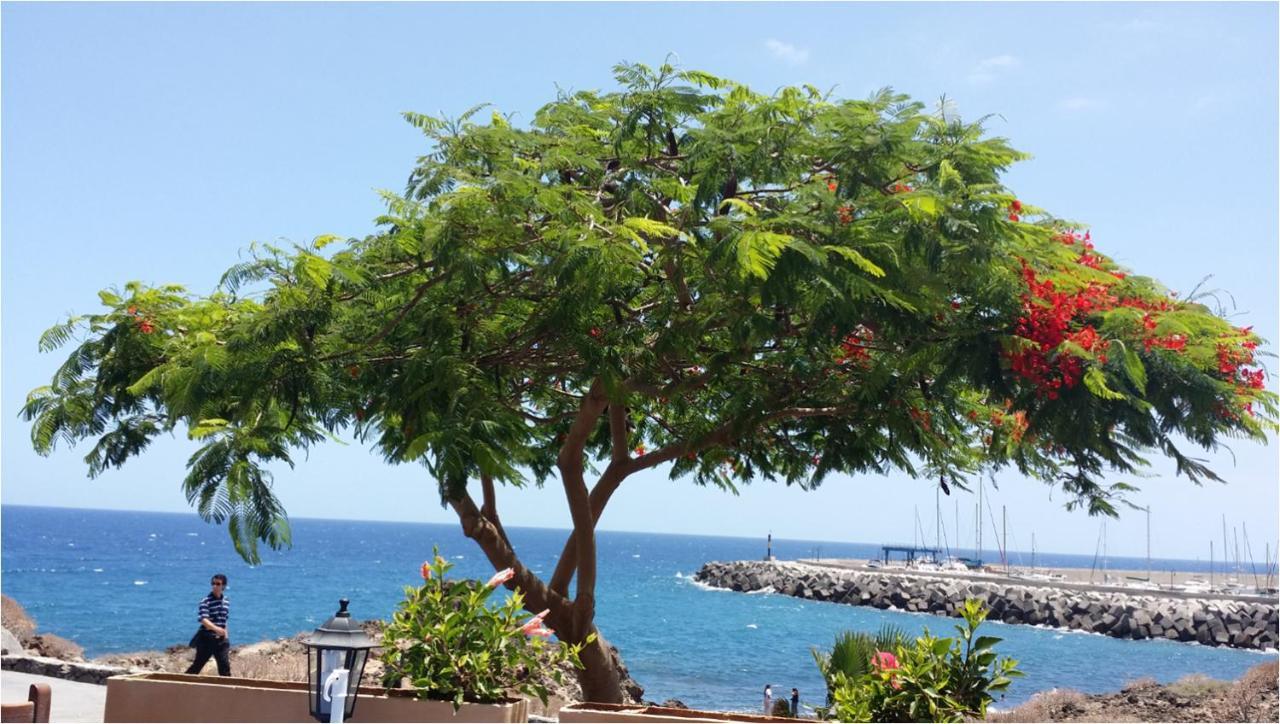 810 - Edif Aguamarina - Vacation Rental Home In The Coast Line Of Golf Del Sur 圣米格尔德阿沃纳 外观 照片
